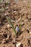 Hyacinthella leucophaea. Растение с развивающимся соцветием. Украина, Запорожский р-н, Дурная балка, разнотравная степь, участок с изреженным травянистым покровом. 26.03.2020.