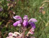 Phlomoides hybrida