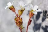 Saxifraga adscendens