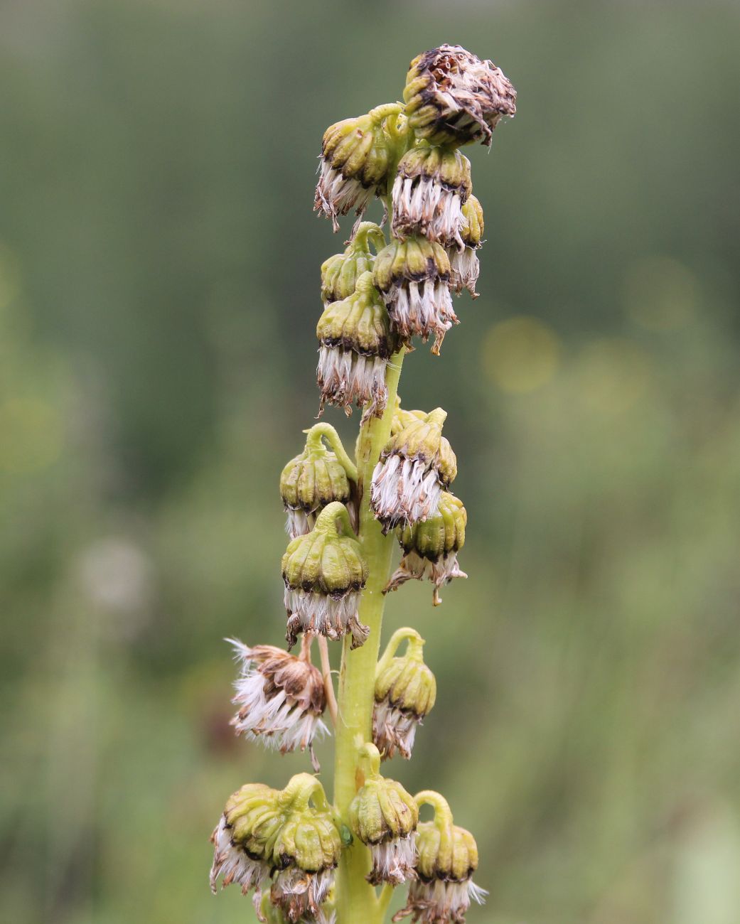 Изображение особи Ligularia altaica.