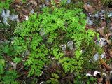 Cryptogramma stelleri