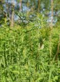 Thalictrum lucidum. Верхушка вегетирующего растения. Калужская обл., Боровский р-н, окр. дер. Федорино, высокий левый берег р. Межиха, луг. 7 июня 2022 г.