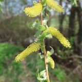 Salix alba