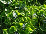 Brunnera macrophylla. Цветущие растения (одичавшие). Московская обл., ГО Подольск, мкр-н Климовск, луг. 16.05.2023.