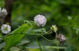 Knautia involucrata. Отцветающие соцветия. Северная Осетия, Алагирский р-н, Куртатинское ущелье, Кадаргаванский каньон, каменистый склон, окраина зарослей кустарников. 23.07.2022.