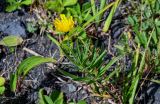 Hieracium umbellatum. Цветущее растение. Сахалин, Корсаковский гор. округ, мыс Евстафия, окраина песчаного пляжа. 25.08.2022.