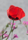 Papaver umbonatum