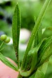 Galium vaillantii