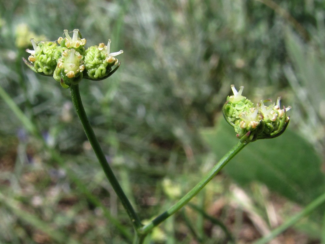 Изображение особи Rumia crithmifolia.