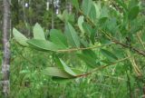 Salix myrtilloides