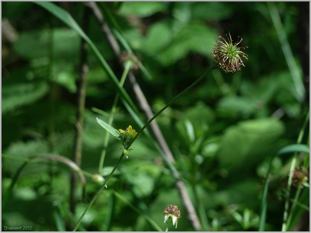 Image of Geum urbanum specimen.