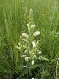 Pedicularis sceptrum-carolinum