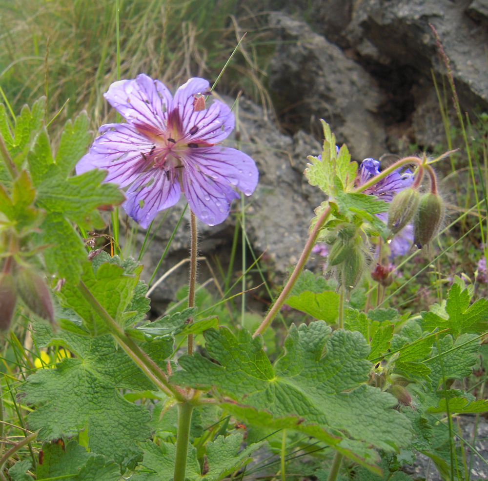 Изображение особи Geranium renardii.