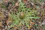 Cirsium rhizocephalum