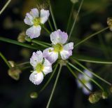 Alisma plantago-aquatica