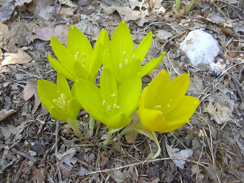 Изображение особи Sternbergia clusiana.