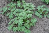 Geranium pratense