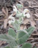 Salvia dominica