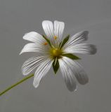 Stellaria holostea