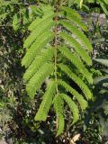 Albizia julibrissin