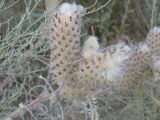 Astragalus alopecias