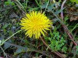 род Taraxacum. Соцветие. Чувашия, окр. г. Шумерля, урочище \"Торф\". 13 октября 2013 г.