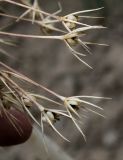 Allium cristophii