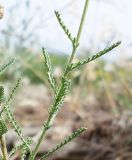 Achillea leptophylla. Часть побега. Ростовская обл., Белокалитвинский р-н, окр. хутора Грушёвка, склон каменистой балки. 23.06.2013.