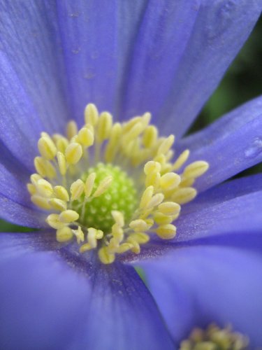 Изображение растения Anemone blanda.