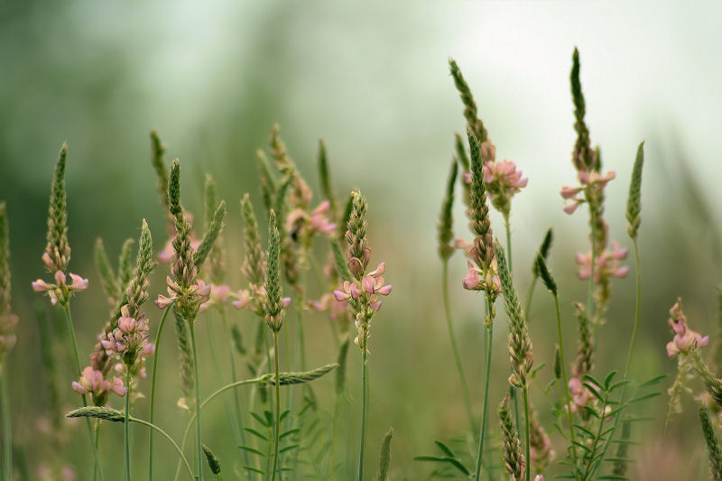 Изображение особи Onobrychis viciifolia.