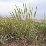 Phleum phleoides