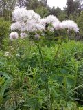 Thalictrum aquilegiifolium