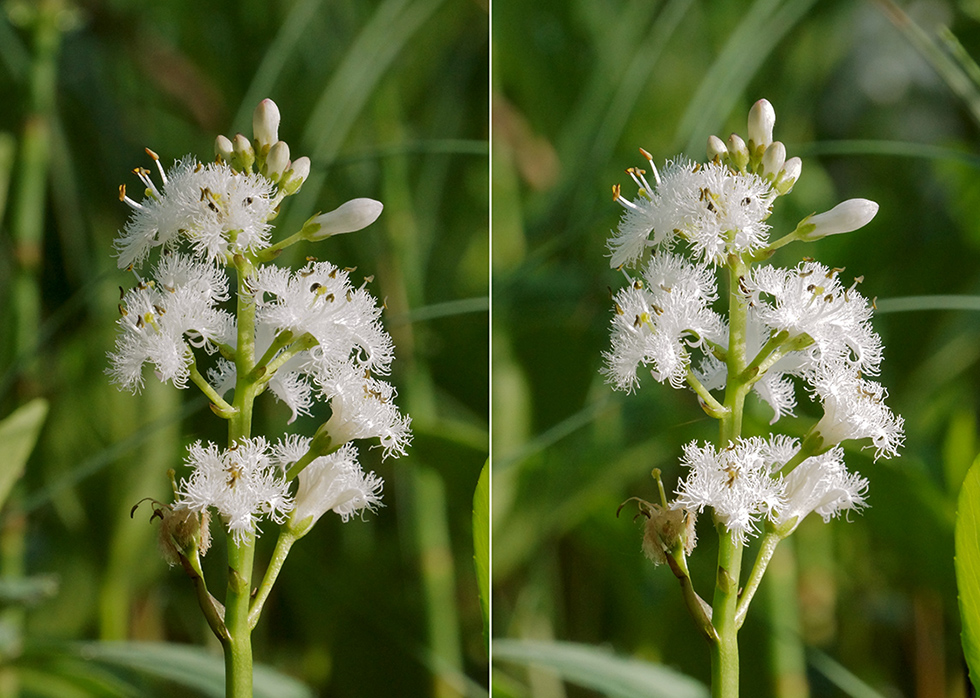 Изображение особи Menyanthes trifoliata.