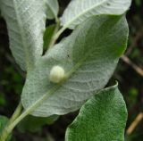 Salix lapponum. Лист с галлом (вид снизу). Архангельская обл., Приморский р-н, окр. дер. Солза, близ ручья. 05.07.2014.