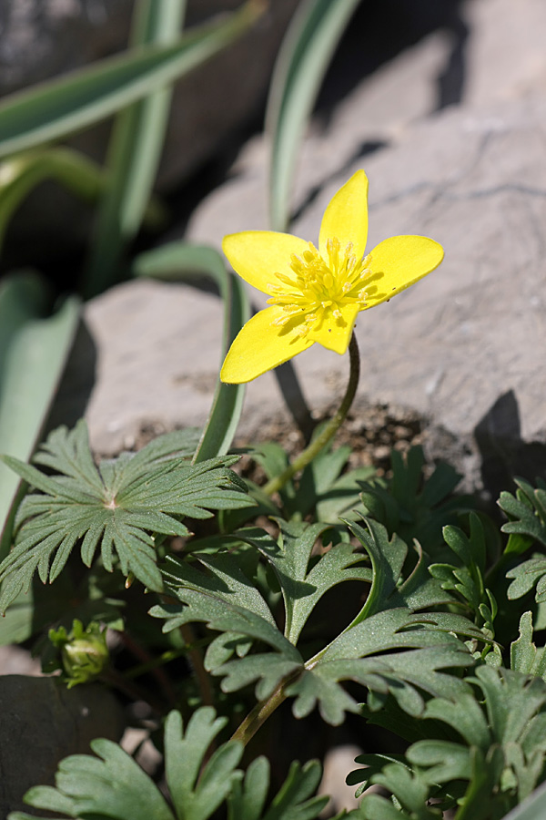 Изображение особи Anemone petiolulosa.