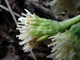 Petasites spurius