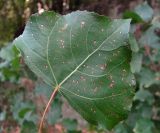 Populus nigra. Поражённый лист. Краснодарский край, Сочи, Хоста, берег р. Хоста. 04.11.2015.