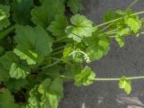 Tellima grandiflora