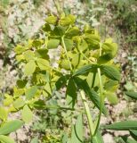 Euphorbia soongarica