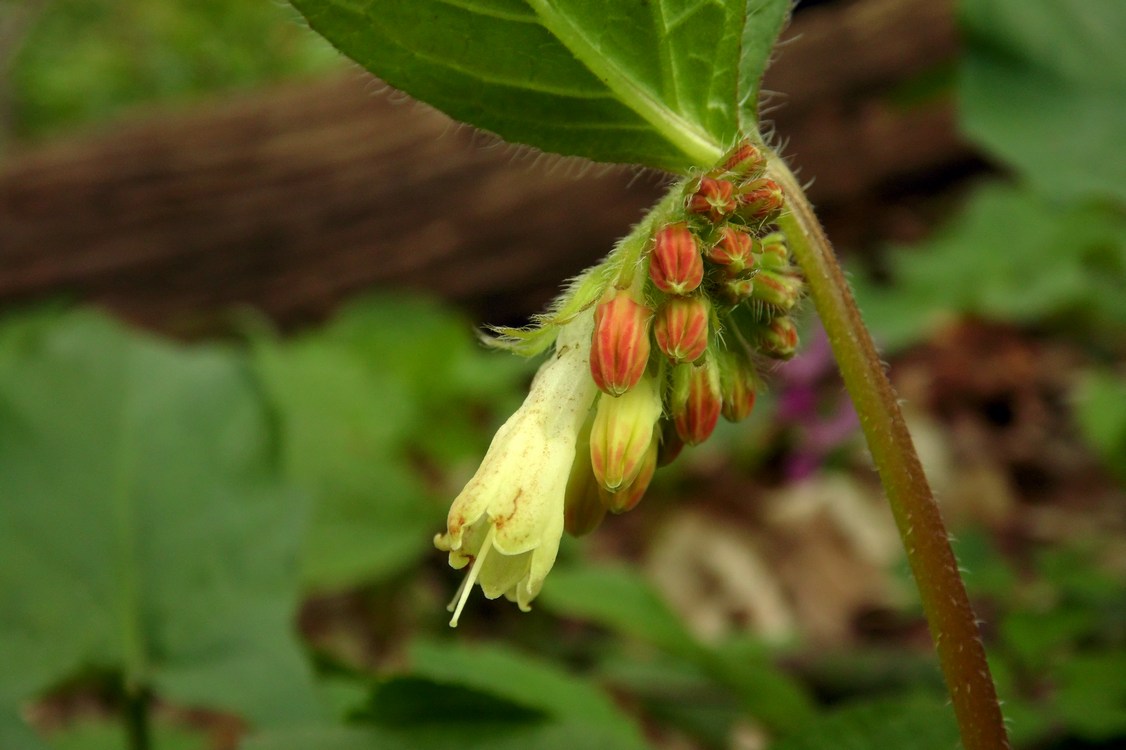 Изображение особи Symphytum grandiflorum.