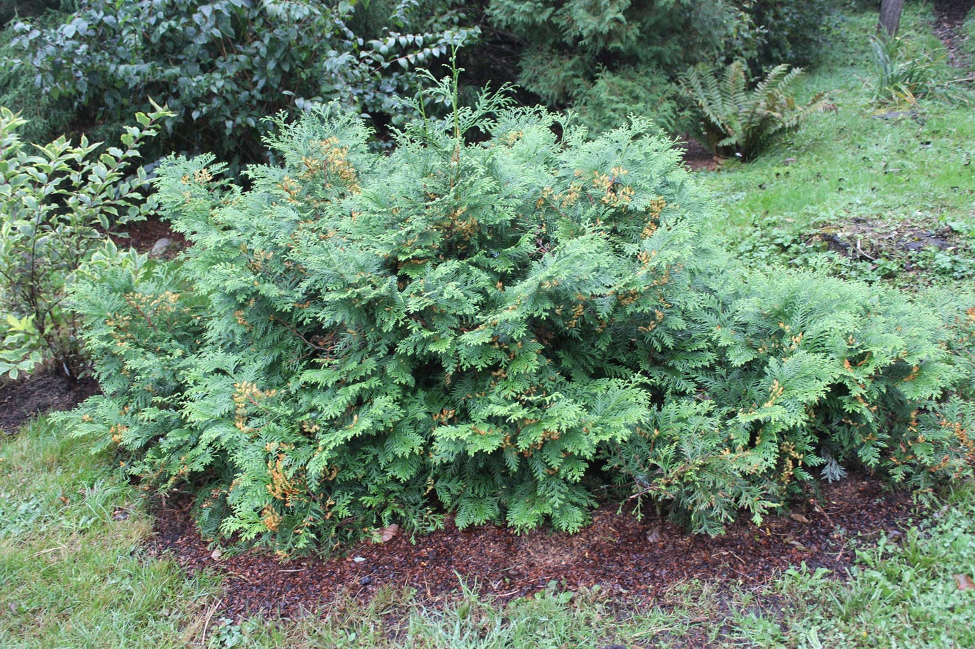 Изображение особи Thuja koraiensis.