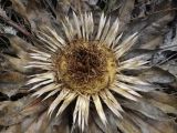 Carlina onopordifolia