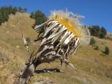 Carlina intermedia