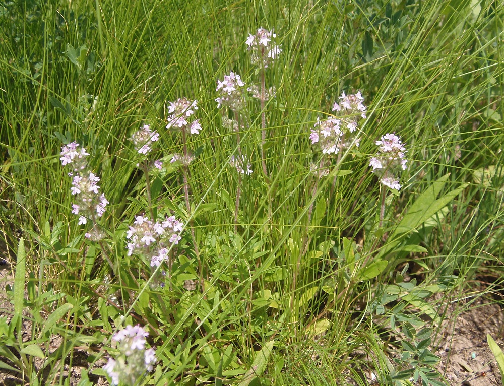 Изображение особи Thymus marschallianus.