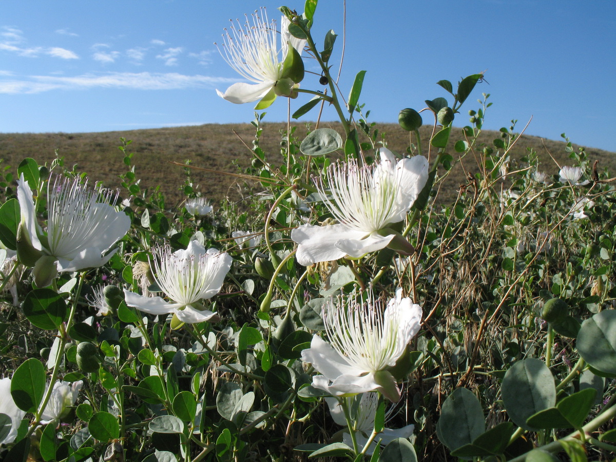 Image of Capparis herbacea specimen.