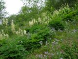 Aruncus dioicus. Цветущие растения в сообществе с Geranium erianthum, Pedicularis resupinata. Магаданская обл., окр. г. Магадан, бухта Нагаева, Морпортовская сопка, каменноберезняк кустарниково-разнотравный. 11.07.2015.