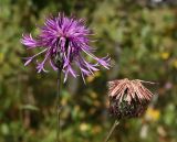 Centaurea scabiosa