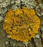 Xanthoria parietina. Слоевище с апотециями на стволе Populus alba. Украина, г. Луганск, Опытное поле, дендропарк бывшей ЛАЛОС. 28.04.2018.