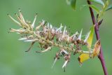 Salix starkeana