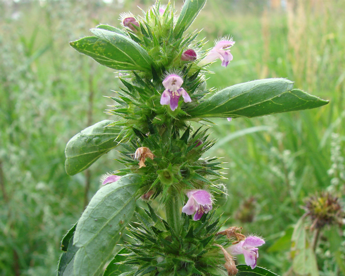 Изображение особи Galeopsis bifida.